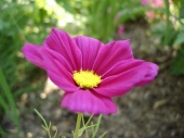 DSC08227.JPG